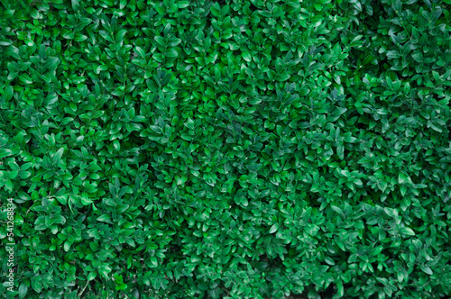 rich green leafy background. leaves on a bush in the park close up © Григорий Юник