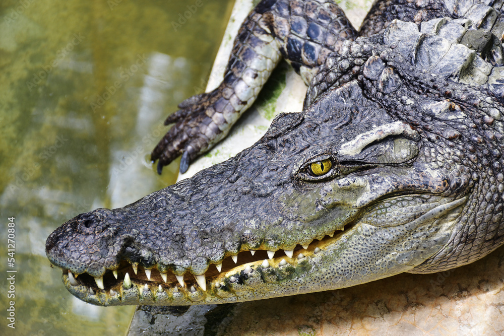 Fototapeta premium close up of a crocodile