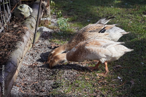 Laufente Vogel Haustier Natur Tier Geflügel fressend  photo