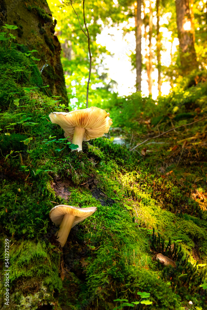 Mushroom in the forest. Edible mushrooms. Forest in autumn