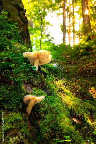 Obraz na płótnie Mushroom in the forest. Edible mushrooms. Forest in autumn w salonie