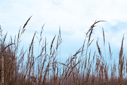 Dry grass sedge swaying in the wind after the rain against the sky