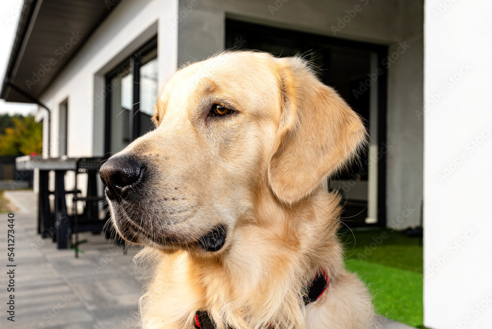 Portrait of a young male Golden Retriever sitting on the front terrace.