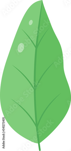 This is a leaf