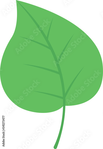 This is a leaf