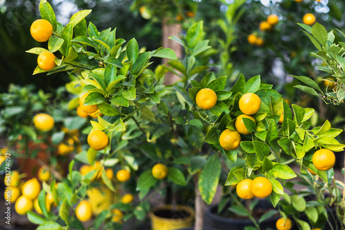 Lemon tree growing in a pot, Container Gardening. Close-up of lemon fruit in a greenhouse. Shallow depth of field.