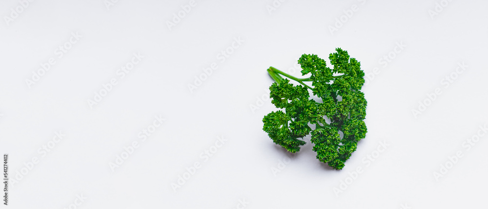 parsley on a white background parsley on a white background