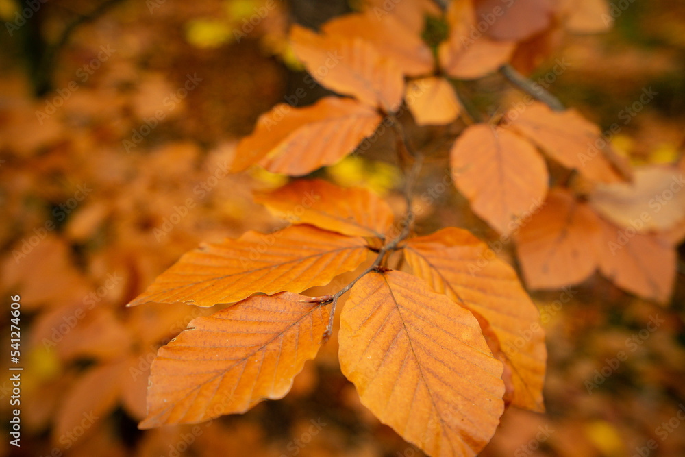 Autumn. Jesień, las, przyroda