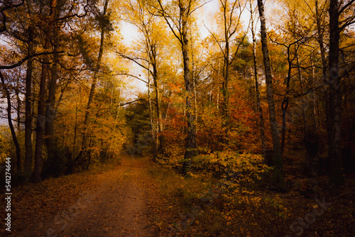 Autumn. Jesie    las  przyroda