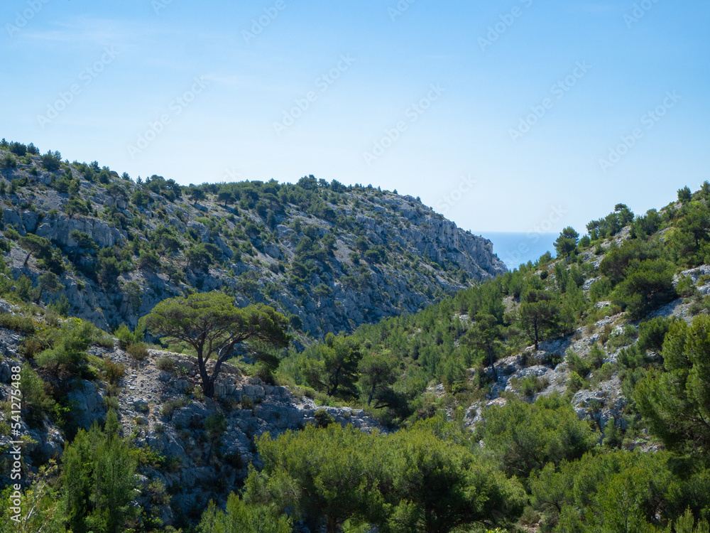 Fototapeta premium Calanques, France - May 20th 2020: A big pine tree in very rough, rocky terrain