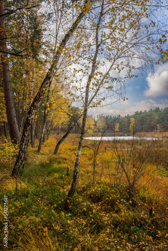 Autumn. Jesień, las, przyroda © SebbPL
