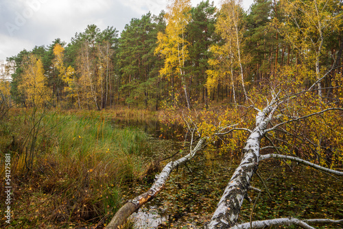 Fototapeta Naklejka Na Ścianę i Meble -  Autumn. Jesień, las, przyroda
