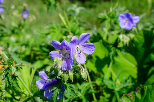 Delicate light blue flowers of Geranium pratense wild plant  commonly known as meadow crane s-bill or meadow geranium  in a garden in a sunny summer day  beautiful outdoor floral background.