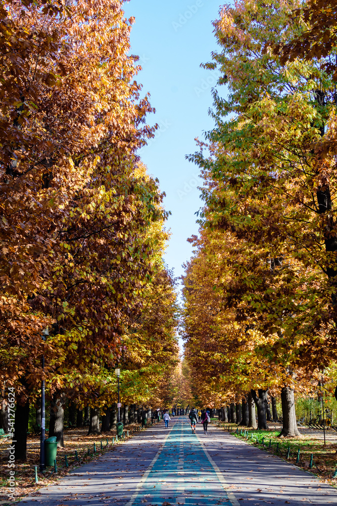 Naklejka premium Landscape with large green trees and long walking alley in Herastrau Park in Bucharest, Romania, in a sunny autumn day