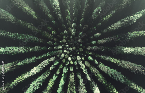 Winter Forest Geometric Crop Circles Tree , top view ,3d render