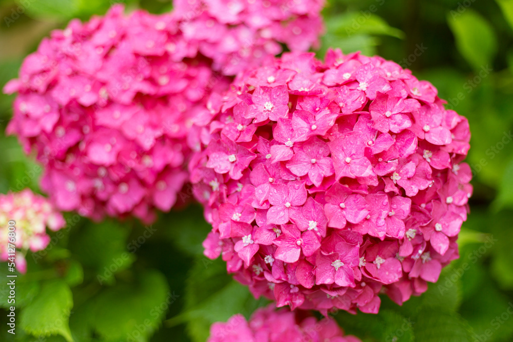 Close Up Hot Pink Big Hortensia Fresh Flowers on Blur Background. Close Up Hot Pink Big Hortensia Fresh Flowers on Blur Background.