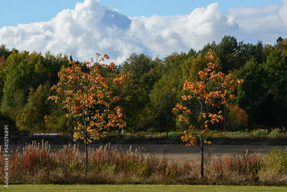 Obraz premium autumn in the park