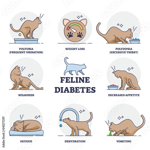 Feline mellitus cats diabetes symptoms for chronic insufficient insulin response or resistance outline diagram. Labeled educational scheme with veterinary disease for animals vector illustration. photo