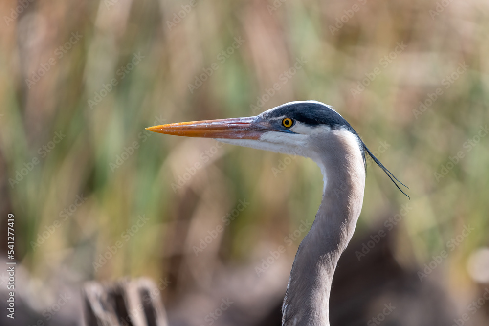 Portrait of a great blue heron. Ardea herodias. Portrait of a great blue heron. Ardea herodias.