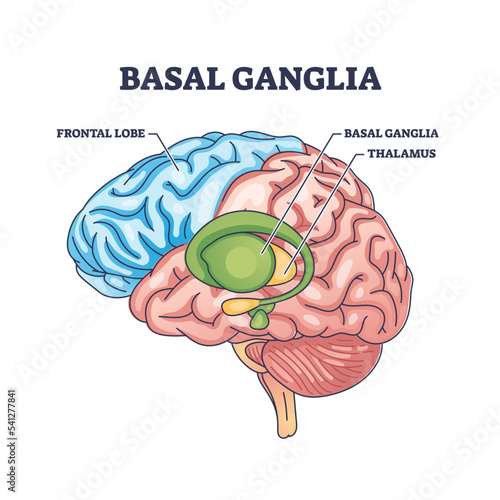 Basal ganglia or nuclei location and human brain structure outline diagram. Labeled educational scheme with head parts and frontal lobe or thalamus sections vector illustration. Medical organ parts. photo
