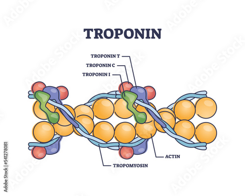 Troponin complex and three regulatory proteins structure outline diagram. Labeled educational scheme with tropomyosin and actin for muscle contraction vector illustration. Myocardial infarction marker