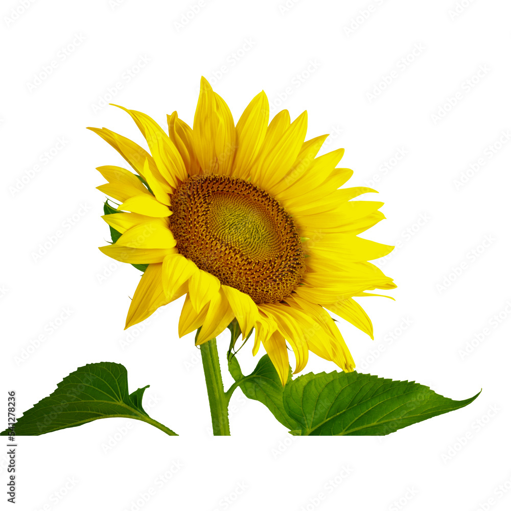 Obraz premium Sunflower Theme Png Format With Transparent Background