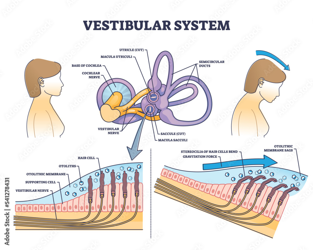 Vestibular system anatomy and inner ear medical structure outline diagram. Labeled educational scheme with human balance and sensory parts vector illustration. Cochlea nerve and hair cells location. - obrazy, fototapety, plakaty 