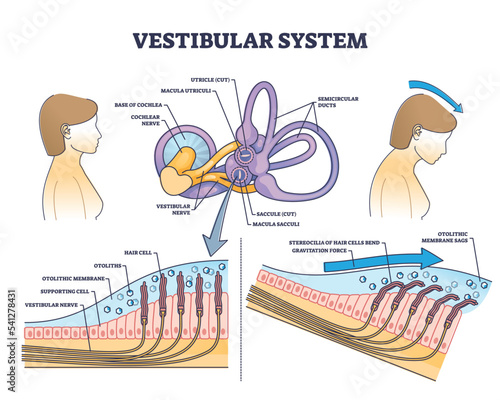Fototapeta Vestibular system anatomy and inner ear medical structure outline diagram