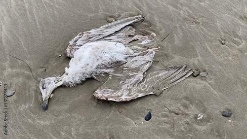 Foto Jeune goéland mort sur la plage