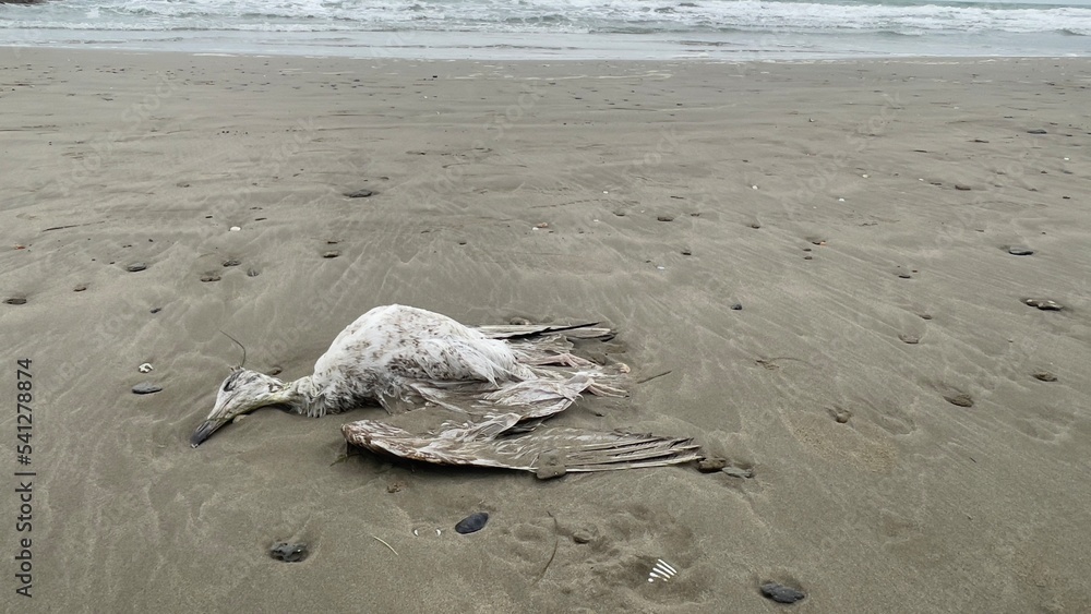 Cadavre de goéland sur la plage Cadavre de goéland sur la plage