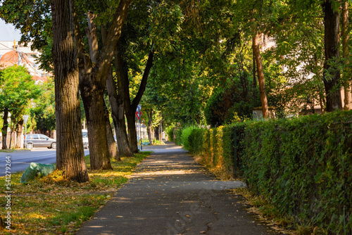 Beautiful sidewalk decorated with big trees and bushes on the sides. Lovely avenue foliage for a more relaxing walk