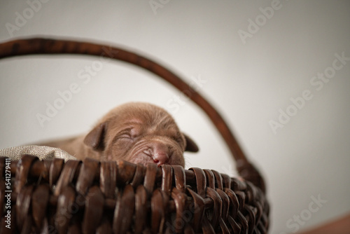 Papier peint Newborn pit bull terrier puppies in the studio close-up.