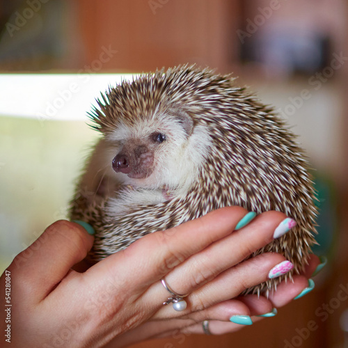 cute hedgehog with needles in female hands. forest hedgehog. wild hedgehog