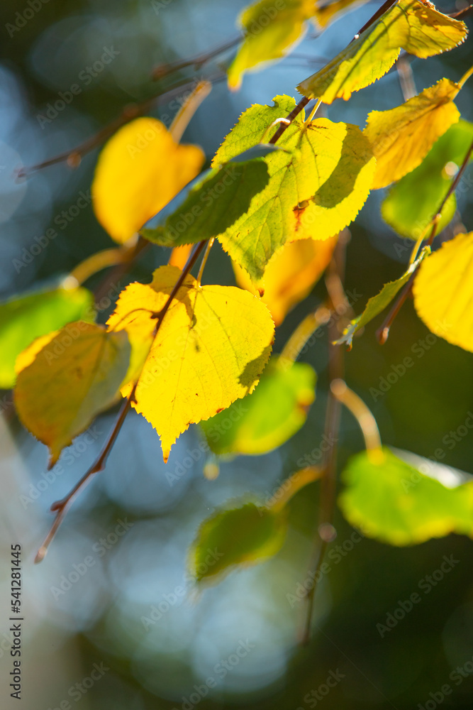 Yellow autumn maple leaves against the blue sky.