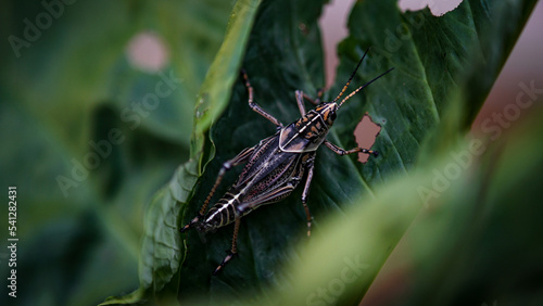 large grasshopper on a leaf © erika