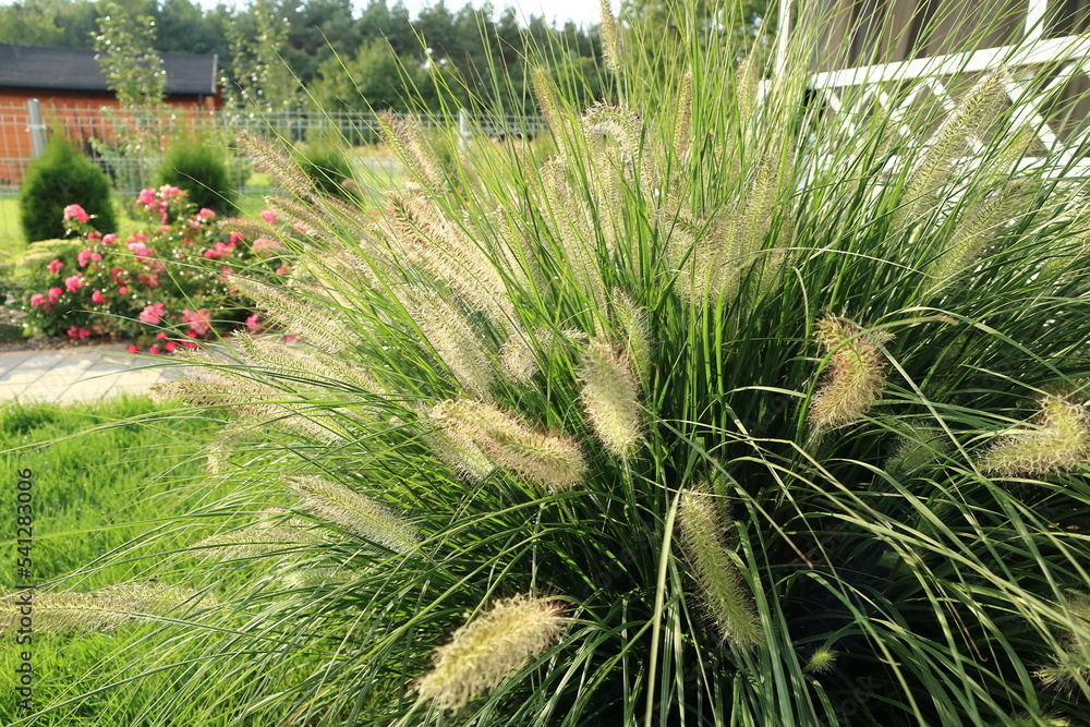 Obraz premium Pennisetum alopecuroide. Beautifully flowering Japanese plant.