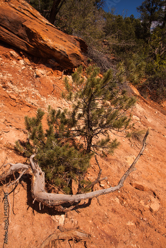 Limber Pine at Emerald Pools. 2671 photo