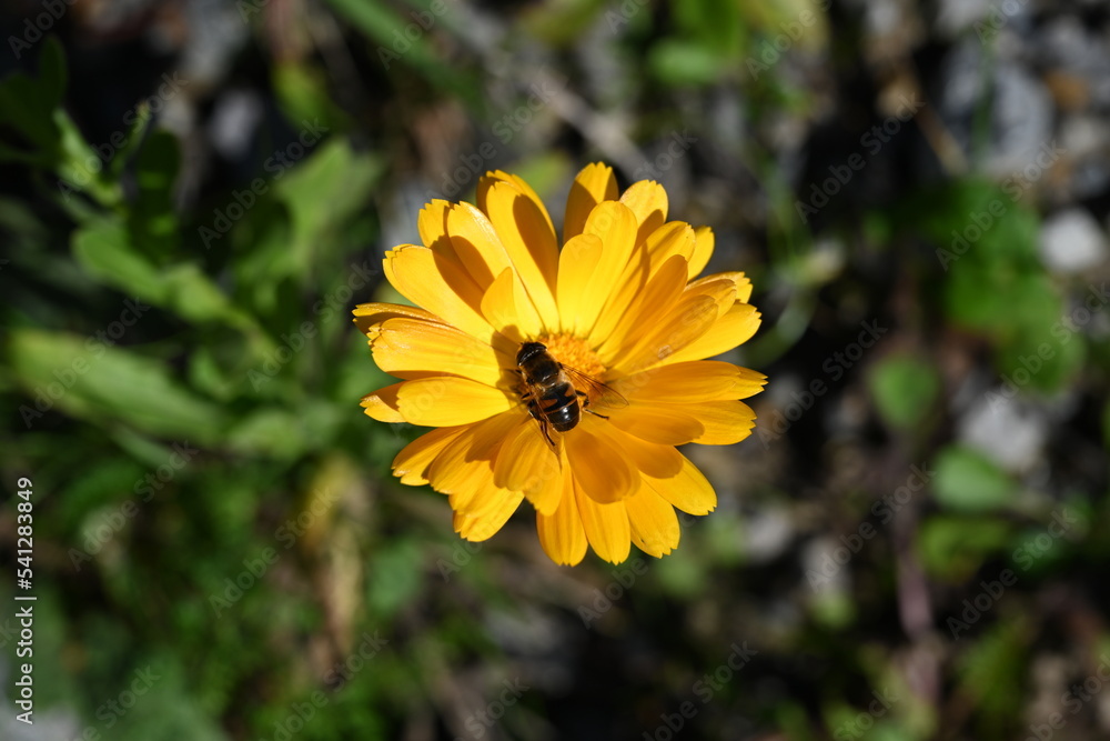 Obraz premium bee on yellow flower
