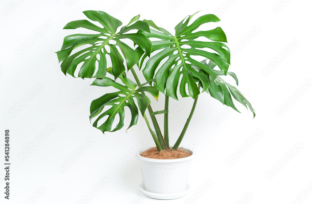 Monstera Deliciosa plant in white platic pot with isolated white background