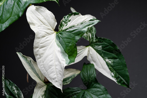 Syngonium Albo variegated leaf close up in isolated black background. White Variegation leaf. Syngonium Albo Variegata.