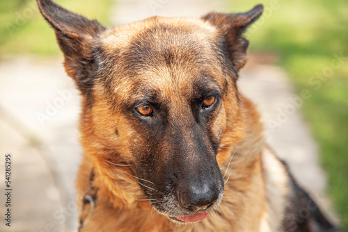 The muzzle of a German shepherd close-up.