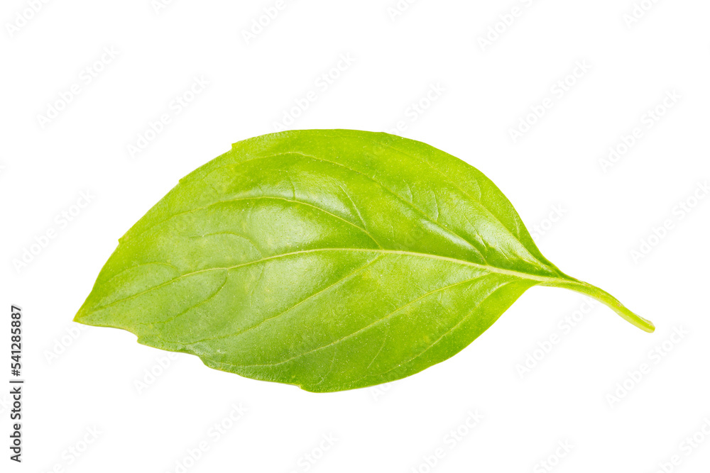 Obraz premium Basil leaf