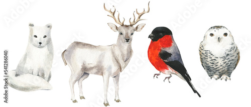 Winter animals and birds. Cut out hand drawn PNG illustration on transparent background. Watercolour clipart drawing.