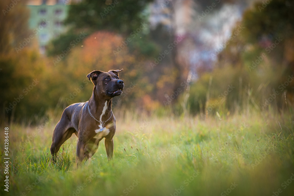 pit bull on the meadow in autumn pit bull on the meadow in autumn