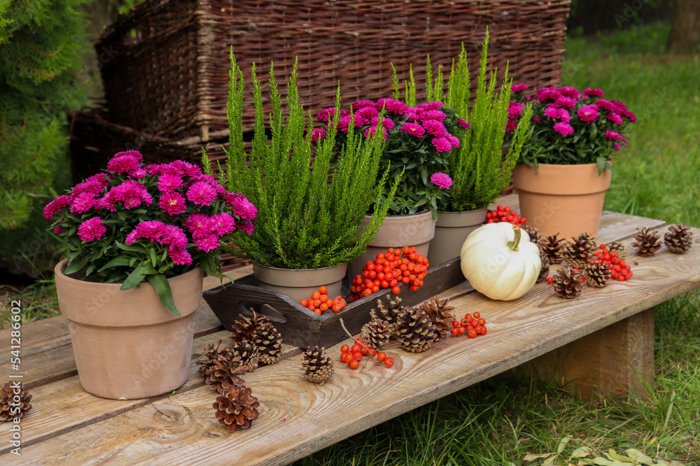 Fototapeta premium Jesienna dekoracja z wrzosów, dyni i kwiatów