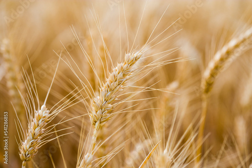 Wheat head ready for harvest