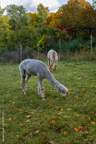 Alpacas in the historic Mathildedal village in autumn. Salo, Finland photo