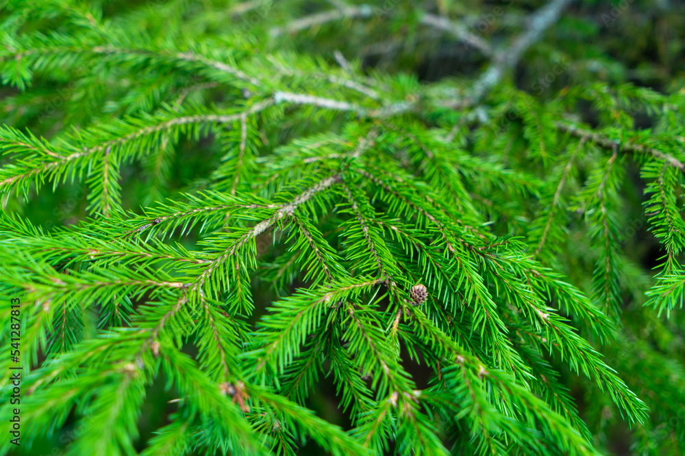 Branch of young Christmas tree close-up in summer. Conifer tree. Green spruce needles Branch of young Christmas tree close-up in summer. Conifer tree. Green spruce needles