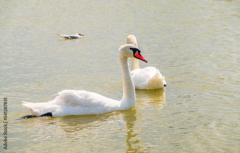 Two Graceful white Swans swimming in the lake, swans in the wild Two Graceful white Swans swimming in the lake, swans in the wild