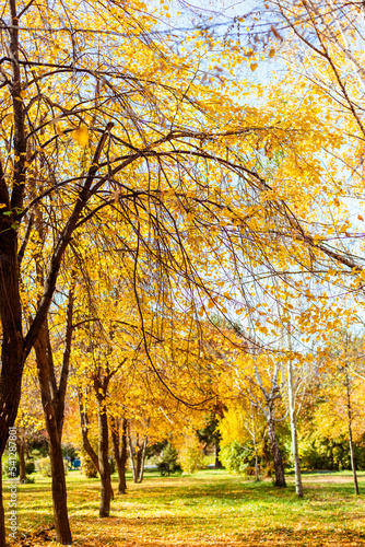 Fototapeta Naklejka Na Ścianę i Meble -  Beautiful autumn park scenery